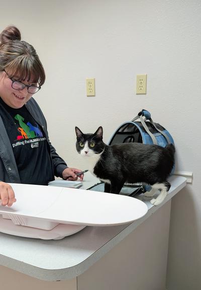 Betty getting weighed at the vet