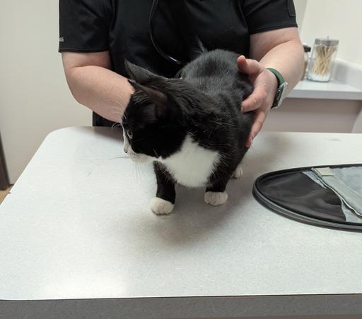 Dr. says I'm a bit chunky. I need to lose 2 pounds.