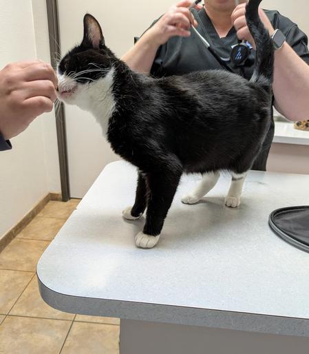 Betty gets treats from the vet tech.