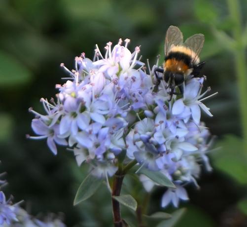 A close-up image of a bee sitting on light purple flowers, with soft green foliage in the background.