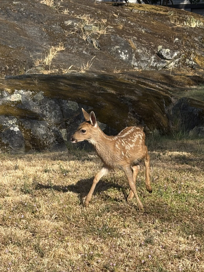 Recently birthed fawn explores new world independently on parched grass with backdrop of mossy exposed rock on the edge of Garry Oak Meadow.