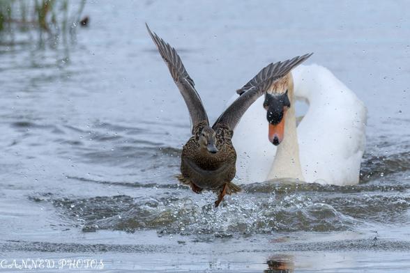 A white swan and a duck gracefully flying over the water, creating ripples in the serene lake
