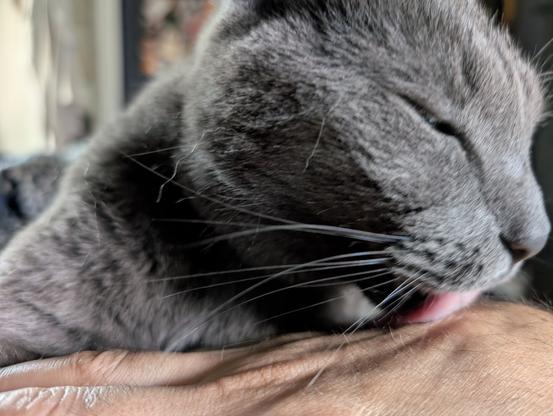 A gray cat 'cleaning' its owner's hand by vigorously licking it.