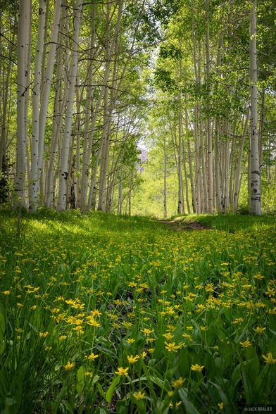Yellow wildflowers and vibrant greenery in a lush aspen forest in La Sal Mountains, Utah.