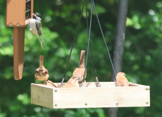 In a hanging wooden tray, four small brown birds with white stripes over the eye. Just above, clinging to a suet feeder, a small white bird with black wing and a black head cap.