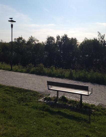 A wooden bench on a gravel path. The view of the pond on the other side of the path is blocked by a row of fairly tall bushes. On the left side of the picture is a street lamp with a seagull sitting on it. The lamp is high enough that the seagull can see over the bushes.