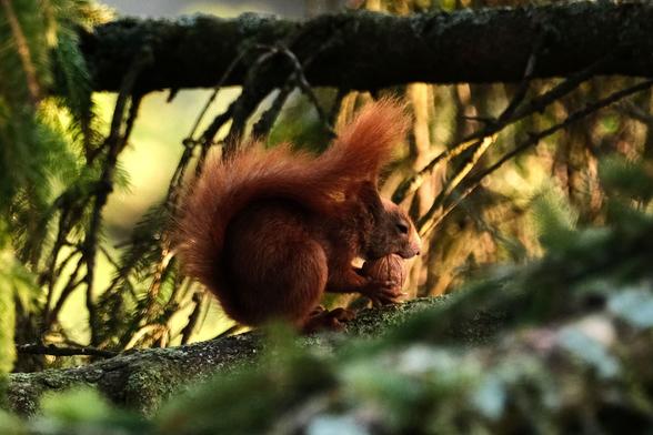 Eichhörnchen sitzt in einer Fichte. In den Vorderpfoten hält es eine Walnuß, in die es gerade beißt. Die Augen sind halb geschlossen