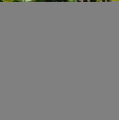 Shades of green on oval leaves. Shades of bright yellow on rounded clusters of tiny flowers.