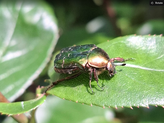 A green rose chafer on a leaf of a rosebush.