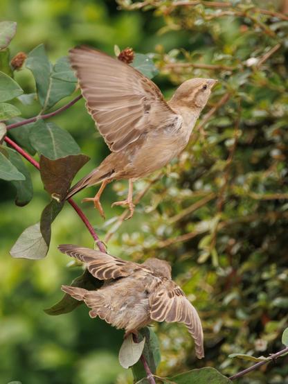 A small brown bird takes flight above where its younger fledgling begs to be fed