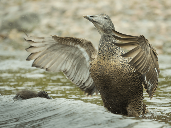 Haahka. Eider.