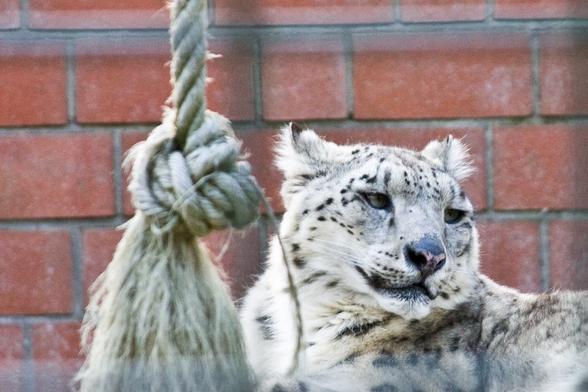 A picture of a snow leopard.