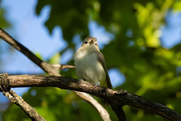 a warbling vireo sitting on a bare brach looking in the direction of the camera. their front is mostly white with a pointy little beak and deep black eyes. they look quite adorable and inquisitive. behind them are green leaves and a blue sky