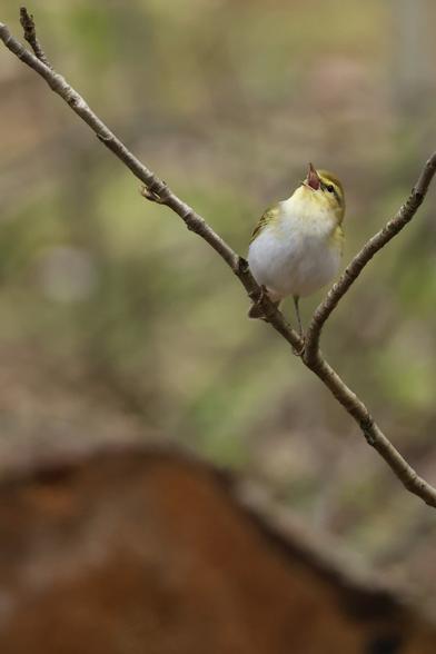 A photo of a singing wood warbler perching on a rowan branch in May 2025.