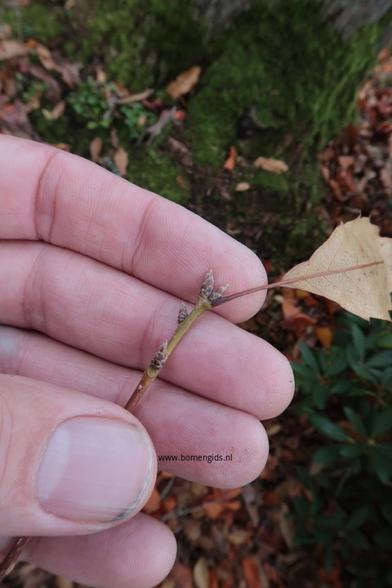 Photo of treespecies Quercus acutissima : Category is knop-bud-knospe-bouton-capullo