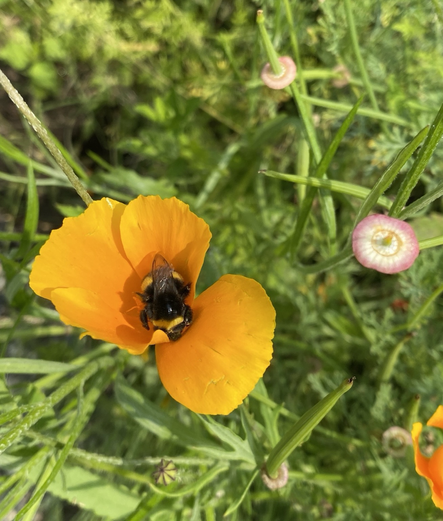 A bumblebee in a flower