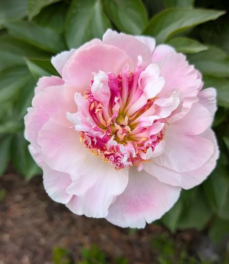 A large flower with light-pink petals that are fairly flat. The inner part is darker pink with yellow stamens (I think).