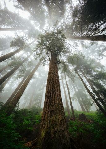 Tall trees in a misty forest seen from the ground.