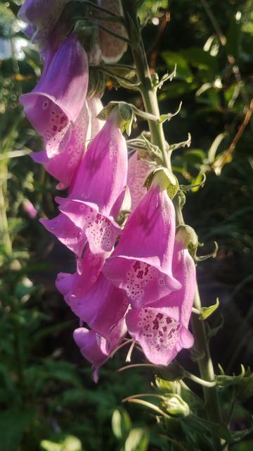 Close up of purple Foxgloves, catching the sunlight