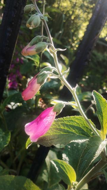 Foxgloves and green leaves, backlit by the sun, making them glow