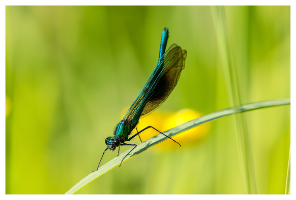 A Banded Demoiselle, a stunning small damselfly, coloured emerald green through to sapphire blue. This one sits on a blade of grass everything else in the picture is out of focus, including a couple of buttercups, just behind our stunning subject