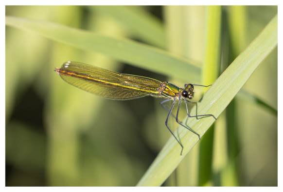 Another Banded Demoiselle, this one is a female, mostly emerald in colour and jewel like in appearance.