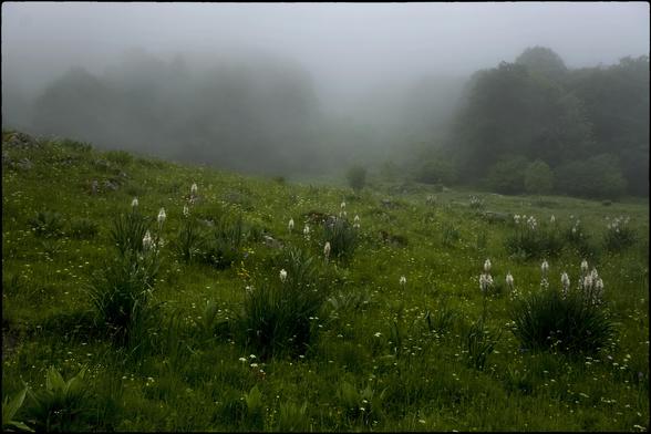 CAT
Les flors parlen de coses
que jo no sé veure.
Més enllà d’aquesta boira
hi ha un camí desconegut
que cerca paraules 
vora el riu i els prats.
Sí, les flors parlen
sense que ningú ho demani.

OC
Las flors parlan de causas
que pòdi pas veire.
Al delà d'aquela nèbla
i a un camin desconegut
que cèrca de mots
per lo riu e los pratz.
Òc, las flors parlan
sens que degun o demande.