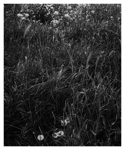 Black and white photograph of a grassy field with tall blades of grass and wildflowers, including a few visible dandelions in the foreground. The lighting creates deep shadows and highlights, emphasizing texture and depth in the natural vegetation.