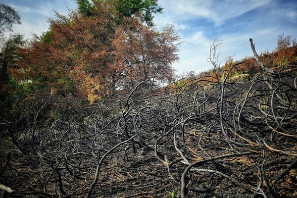 A stark outdoor scene depicts the aftermath of a fire, with a foreground dominated by charred, blackened branches and debris on a hillside. In the mid-ground, a large tree with reddish-brown, possibly burnt, foliage stands prominently. To its left, a vibrant green tree offers a contrasting splash of life. The background features a bright blue sky with wispy white clouds, suggesting a clear day after the event. The image conveys a sense of destruction but also hints at nature's enduring power and the potential for recovery.
