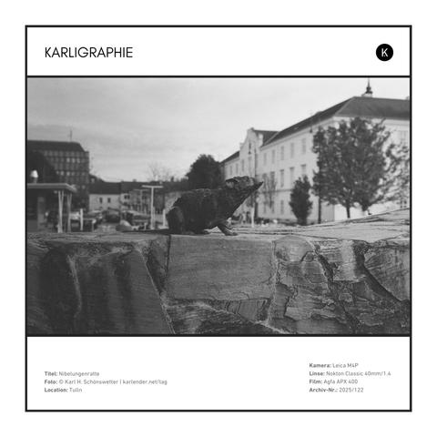 A rat at the edge of the Nibelungen monument in Tulln an der Donau. The spectacle of the monument is martial and rather off-putting, but the rat has something touching about it and, reading its wear and tear, the tourists seem to see it that way too.