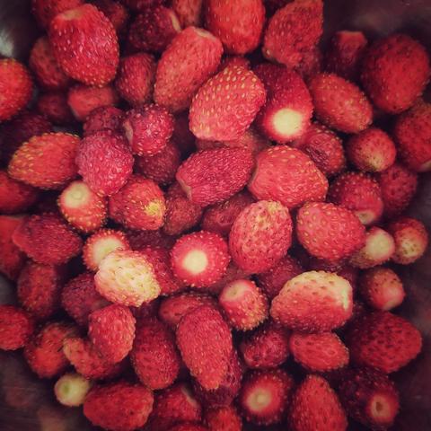 A bowlful of about 100 wild strawberries. No joke! 100 and possibly more.