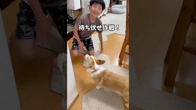 何度もやるうちに学習してる😂😂 #コーギー #コーギー多頭飼い #いぬのいる暮らし #corgi #dog #welshcorgi #ココちゃんファミリー #犬と子供