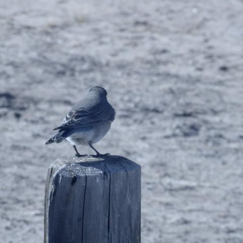 A photo of a blue bird standing on a fence post taken on a Blackmagic Pocket Cinema Camera 4K.