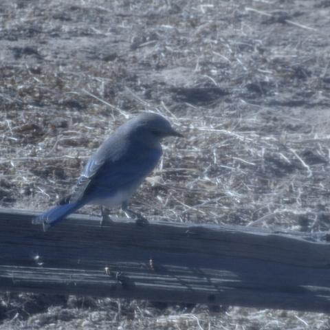 A photo of a blue bird standing on a fence taken on a Blackmagic Pocket Cinema Camera 4K.