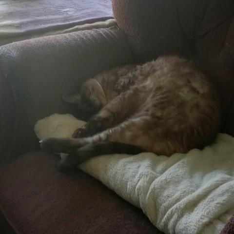 Closeup of a lynx-point Siamese cat sleeping on a folded fuzzy white throw covering the seat of an old armchair upholstered in faded maroonish fabric. The cat is curled up into the corner where armrest meets backrest, with front legs, extended back legs, and tail all drawn up towards his head so his body position suggests a curled-up prawn. Sunlight streams down on the cat from a window at upper left.