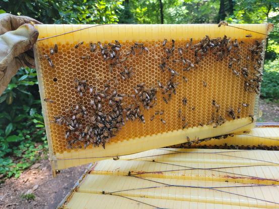 A frame of food-grade plastic honeycomb, covered in a medium sprinkling of bees. The diagonal top left half of the frame has honey in it, of which the bees are starting to make wax caps, indicating the honey is at the right water content.