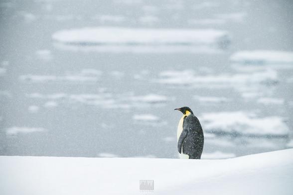 An emperor penguin resting on a massive iceberg

Sony A1 ii, Sony 300mm + 2x TC - 1/1000, f/5.6, ISO 1200