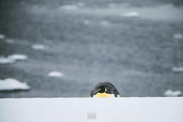 An emperor penguin lying in its belly atop a large iceberg.

Sony A1 ii, Sony 300mm + 2x TC - 1/1000s, f/5.6, ISO1200