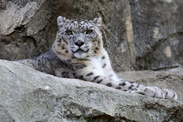 A picture of a snow leopard.