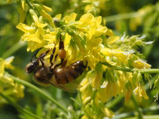 Eine Biene besucht die Blüten eines Echten Steinklee
