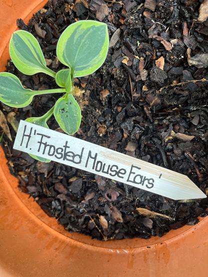 Abfotografiertes Etikett mit der Aufschrift "H.' Frosted Mouse Ears'" neben einer kleinen Hosta-Pflanze im Topf.