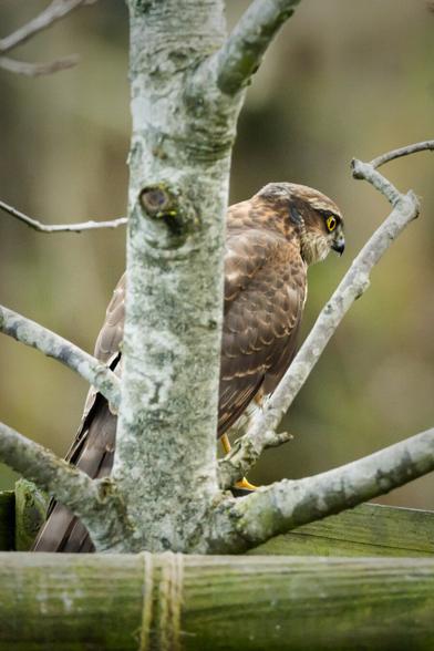DE: Hinteransicht eines Sperbers, der einen Dreibock als Ansitz nutzt.

EN: Rear view of a sparrowhawk using a tripod as a hide.