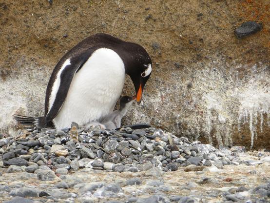 “Perhaps it takes courage to raise children..”
― John Steinbeck