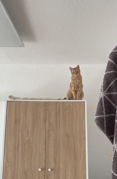 Gucci sitzt erfolgreich auf dem Schrank und schaut nach unten in die Kamera.