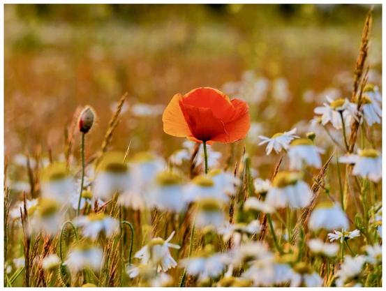 A vibrant red poppy stands out amid a field of white daisies and tall grasses, illuminated by warm sunlight. The background is softly blurred, highlighting the flowers in the foreground.
