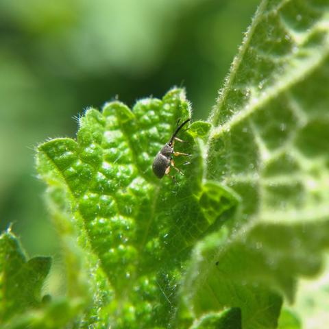 A small slender grey weevil with orange legs and a thin black snout as long as its body climbs up a crinkly hollyhock leaf. The sun is bright and the highlights are overexposed.