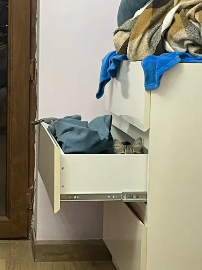 Nova sitting in a clothes drawer, only her ears are visible