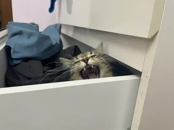 Same but closer, now you can see her yawning