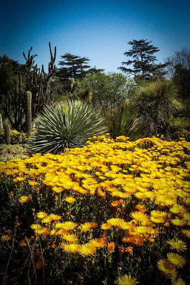 The image depicts a vibrant garden scene under a clear blue sky. In the foreground, a dense carpet of bright yellow flowers with numerous petals covers the ground, creating a striking visual impact. The flowers are likely a type of daisy or similar species, with a rich, sunny hue that stands out against the green foliage.

In the background, a variety of plants add depth and texture to the scene. Prominent among these are several cacti, including tall, columnar species and shorter, rounder forms, showcasing the diversity of desert flora. A large, spiky yucca plant with long, pointed leaves is also visible, adding to the garden's arid aesthetic. The mix of greenery includes other shrubs and trees, contributing to the lush, natural setting.

The overall composition highlights the contrast between the vivid yellow flowers and the greenery, with the clear blue sky providing a serene backdrop. The image captures the essence of a well-maintained garden, possibly a botanical or desert-themed garden, showcasing a harmonious blend of flora.

Provided by @altbot, generated privately and locally using Ovis2-8B