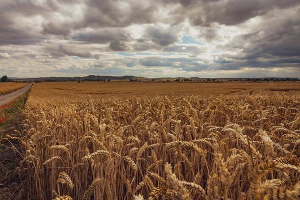 You can see a wheat field ready to be harvested and in the background, above it, a sky with large storm clouds.
